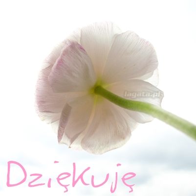 http://www.staniszewska.pl/wp-content/uploads/2010/11/572-kwiat-dziekuje.jpg